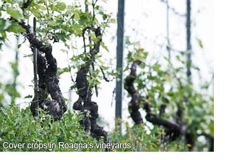Cover crops in Roagna's vineyard