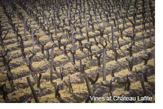 Vines at Chateau Lafite