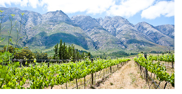 Tulbagh mountain vineyards