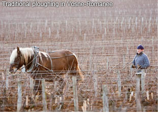 Traditional ploughing in Vosne-Romanee